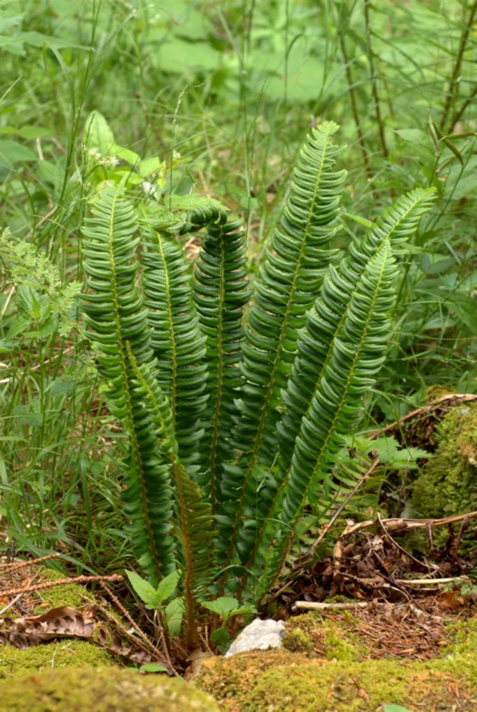 Polysticum lonchitis / felce lonchite